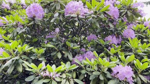Beautiful Tree with Purple Flowers in the Garden Summer Period Sunny Day