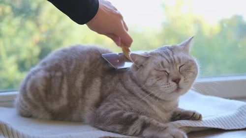 Woman Brushing Gray Tabby Cat at Home