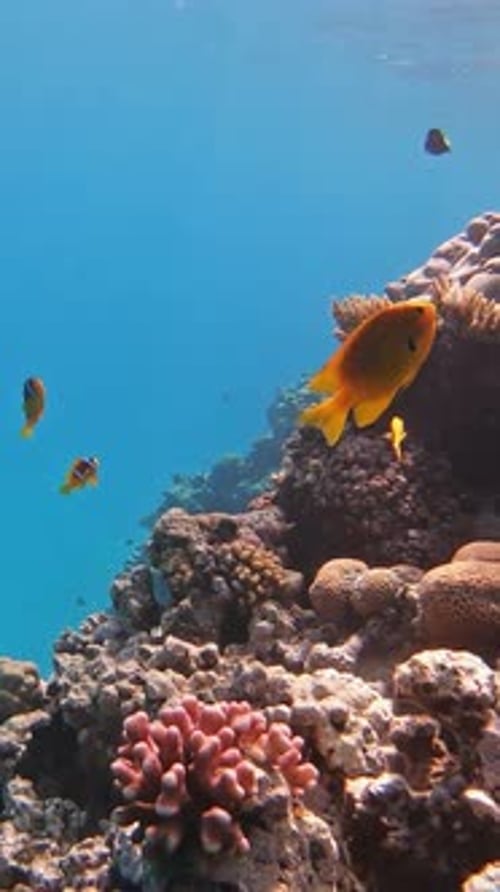 Clownfish shelters and anemone