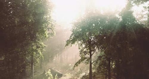 Sunlight Filtering Through Trees in a Serene Forest During Morning Hours