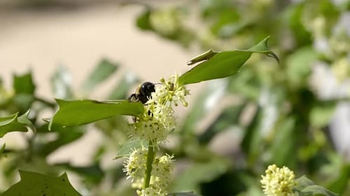 Nahaufnahme einer Zimmermannsbiene, die Pollen von weißen stacheligen Blüten erntet