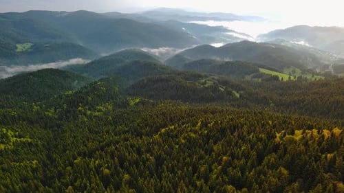 Cloudy Weather Over Hills Covered with Spruce Forests in Rhodope Mountains and Fog Between Mountain