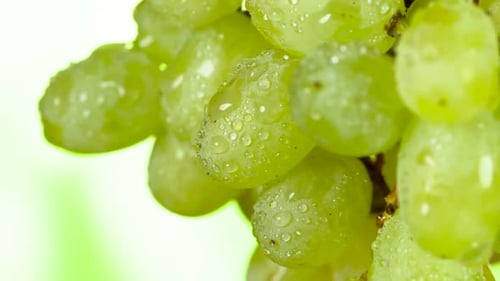 Close Up of Wet, Green, Juicy Grapes