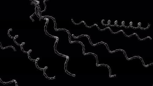 Bacterias espiroquetas 01