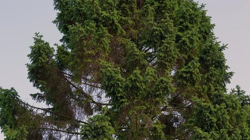 Evergreen Tree Zoom Out Revealing Trunk