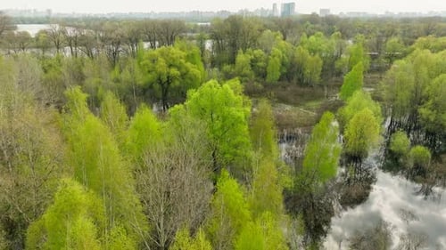 River Lake Swamp Water Forest Spring Nature Park Tree Green