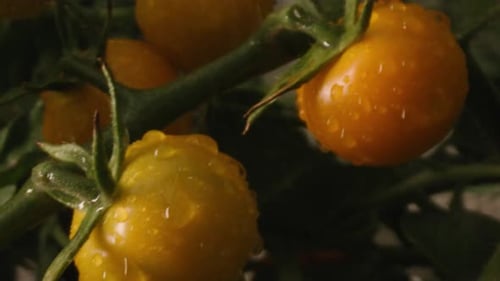 Yellow Cherry Tomatoes on the Vine being Sprayed