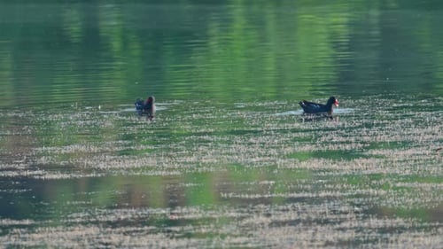 Common moorhen Looking for food