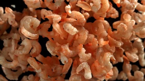 The Shrimp Fly Up and Fall Down Filmed on a Highspeed Camera at 1000 Fps