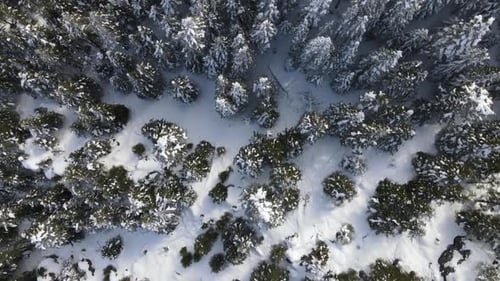 Overhead Winter Forest