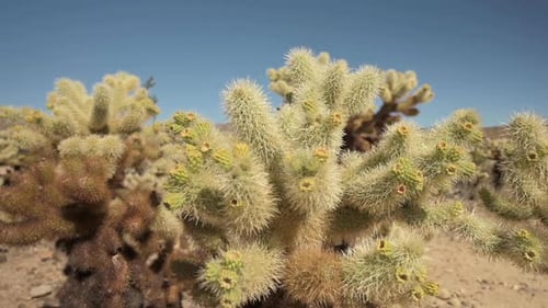 Cholla Catus mit gelber Blütenknospe blüht in der Wüste in Tucson, Arizona, USA an einem sonnigen Sommer D