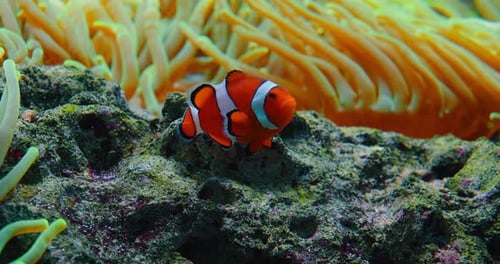 Clownfish swim in anemones on coral reef. Red Sea or two-banded anemonefish. Marine fish feeds on al