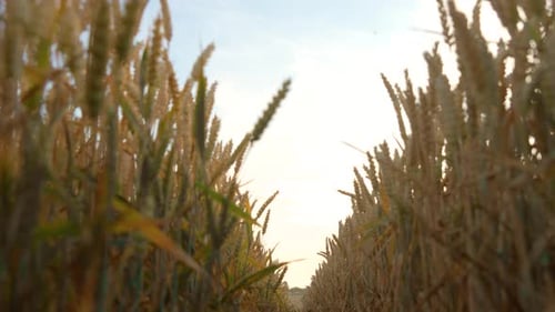 Lush Wheat Field With Sky in Background Rural Agricultural Landscape Featuring Vibrant Wheat Field