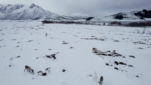 Aerial flyover of a small herd of domestic reindeer grazing on a snow cover field with lake and moun