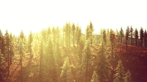 Golden Sunlight Filters Through Towering Trees in a Serene Forest Landscape