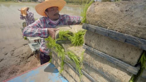 The Asian farmer men carrying rice seedlings for using the rice planter machine