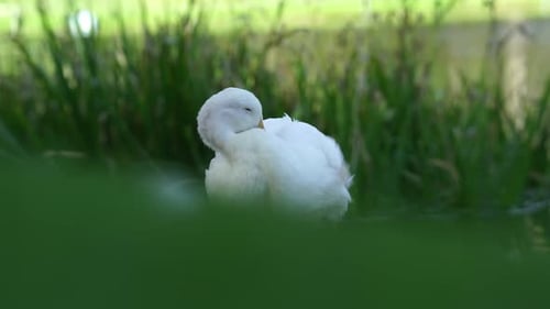 Peaceful white duck grooming in nature 2
