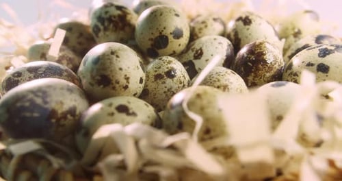 Closeup of Quail Eggs a Rotating