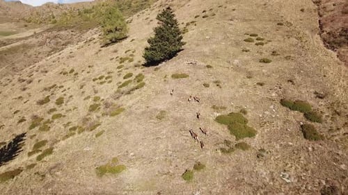 Aerial shot of a pack of female deers roaming on a picturesque mountain trail. Wildlife animals gazi