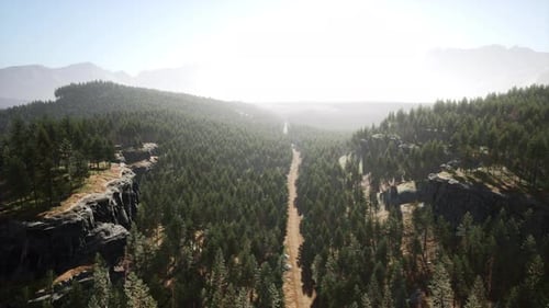 Forest of Pine in the Mountains