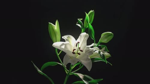 White Lily Blooming in Beautiful Time Lapse