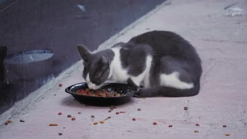 Nette Straßenkatze frisst Essen Entspannen in Istanbul Türkei