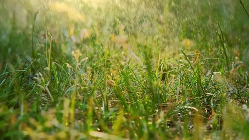 Macro View of Summer Rain Drips Green Grass Summer Field Raindrops Sunset Rain Dripping Watering