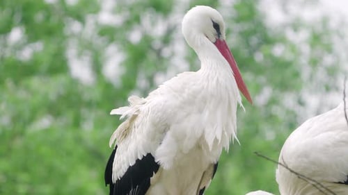 Two Western White Stork Birds in a Nest