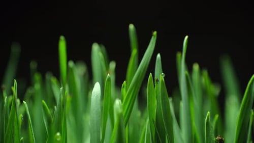 Fresh Green Sprouts Growing in Darkness