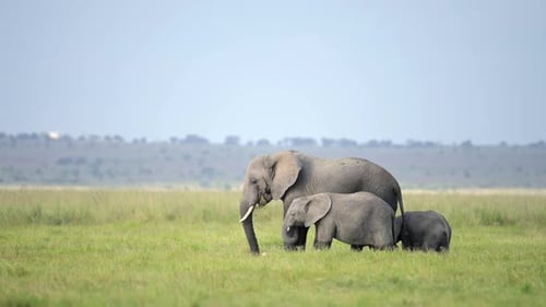 Elefanten, die an einem schönen klaren Tag im Grasland Botswanas spazieren gehen, Flachwinkelaufnahme