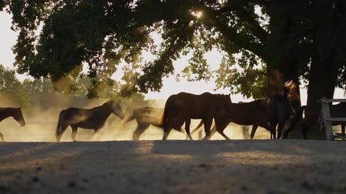 Group of Horses Walking in Dusty Paddock at Sunset Horse Farm Concept