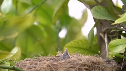 Bird Feeds Baby Bird in Nest in Tree