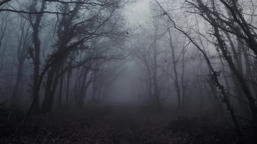 Eerie Forest Landscape with Thick Fog and Bare Trees
