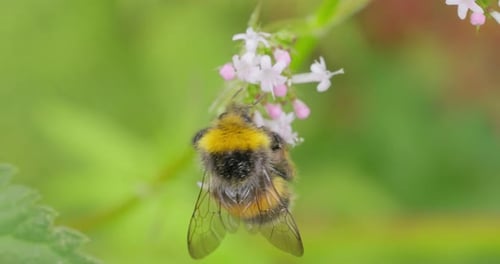 Bumblebee Pollinating Flowers in a Lush Garden