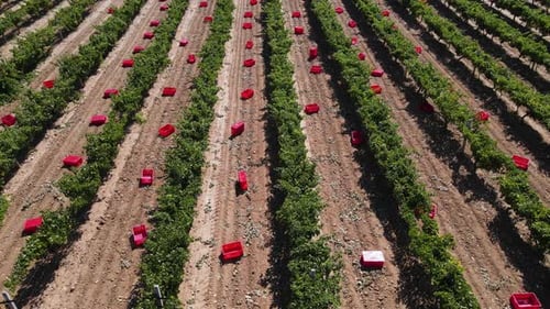 Aerial View of Rows of Grapevines on Sunny Day