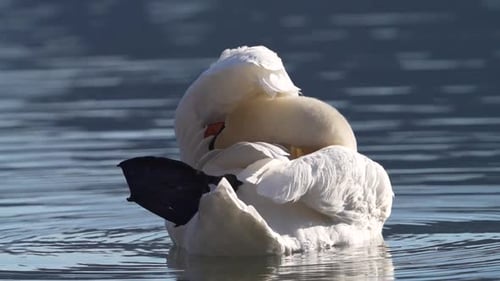White swan grooming feathers while floating on calm lake water