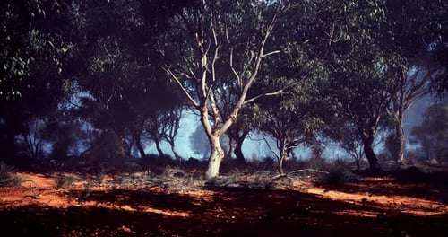 Misty Eucalyptus Forest Landscape with Sunbeams