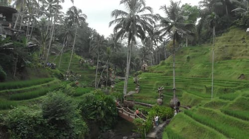 Beautiful rice terraces near Tegallalang village, Ubud, Bali, Indonesia