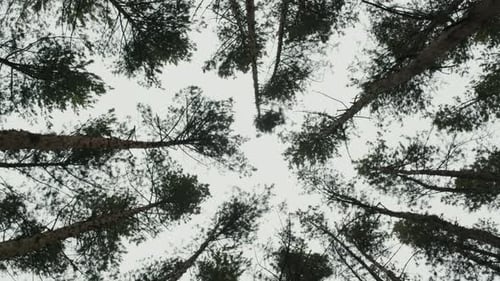 Trees Against Sky Background