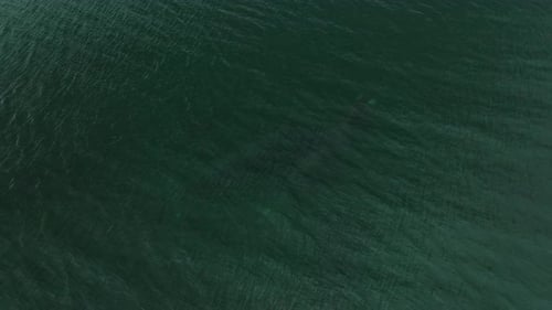 Aerial View of a Whale Swimming in the Ocean Seen From Above