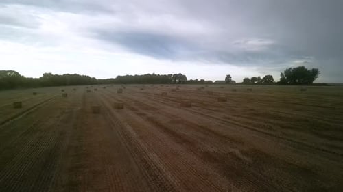 Yellow field with harvested wheat and hay bales. Aerial view of the field with square bales