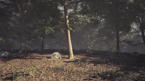 Sunlight Filters Through Trees in a Serene Forest During Early Morning Hours