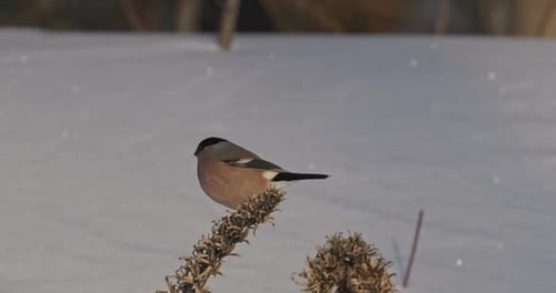 Bouvreuil eurasien mâle reposant sur