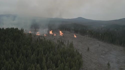 Uhd Flames Moving Through Forest Vegetation