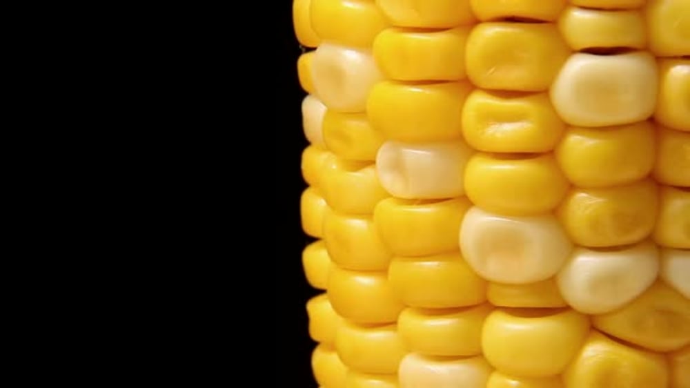 Corn Rotates on a Black Background Looped Video, Food Stock Footage ft ...