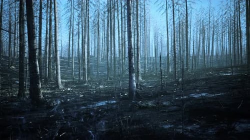 A Burned Forest with Charred Trees and a Destroyed Landscape