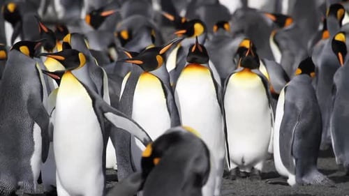 KIng penguin Colony with chicks