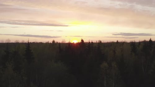 Drone video. Climbing over the trees in the woods at sunset.