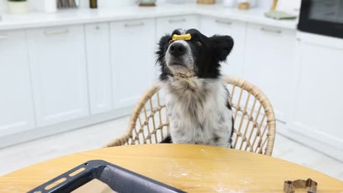 Dog eating treat near tray with raw bone shaped cookies on table in kitchen. Camera moving forward