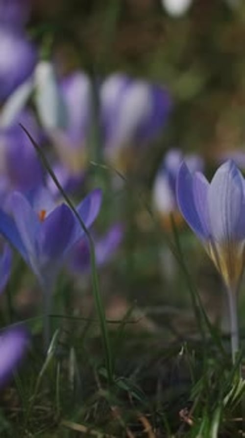 Flowering crocus spring flowers